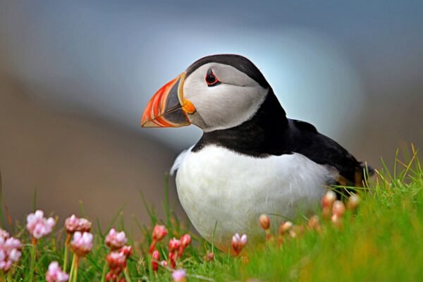 What does an Atlantic puffin eat