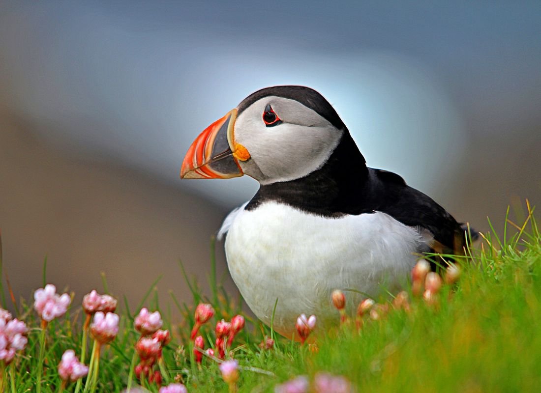 What does an Atlantic puffin eat